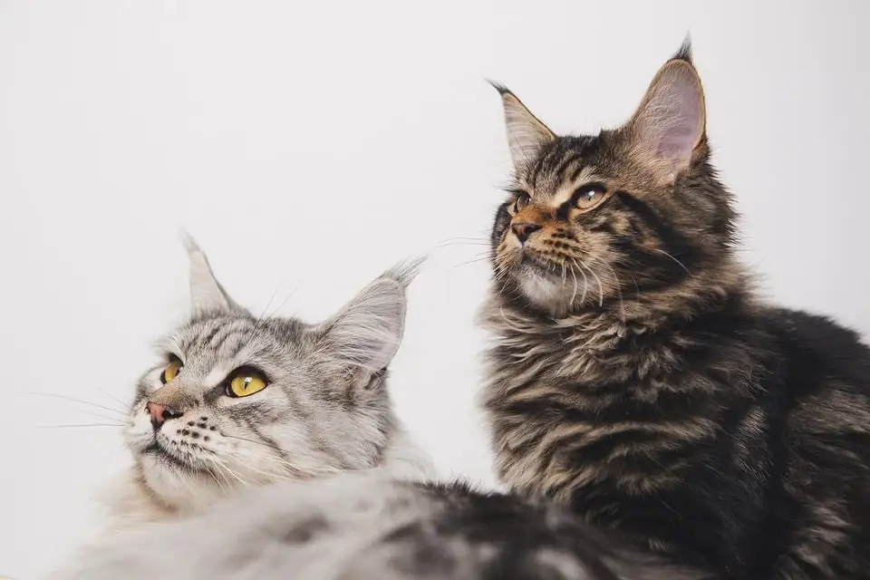 Capucine & Jérôme